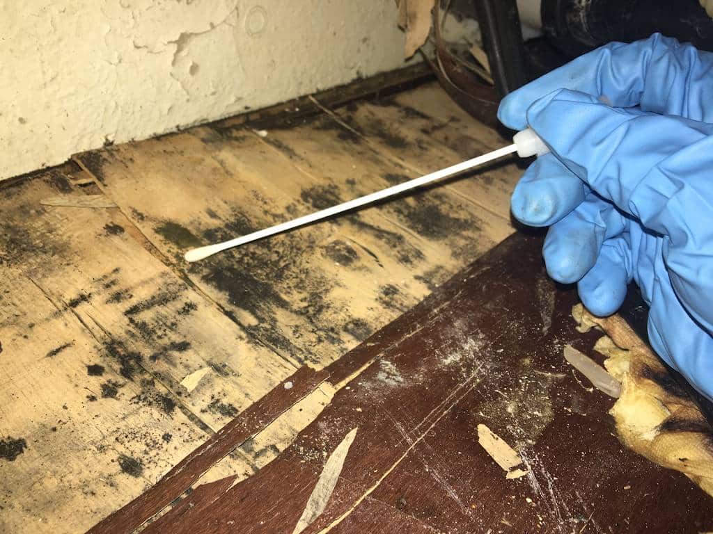 Gloved hand testing mold with swab on wood